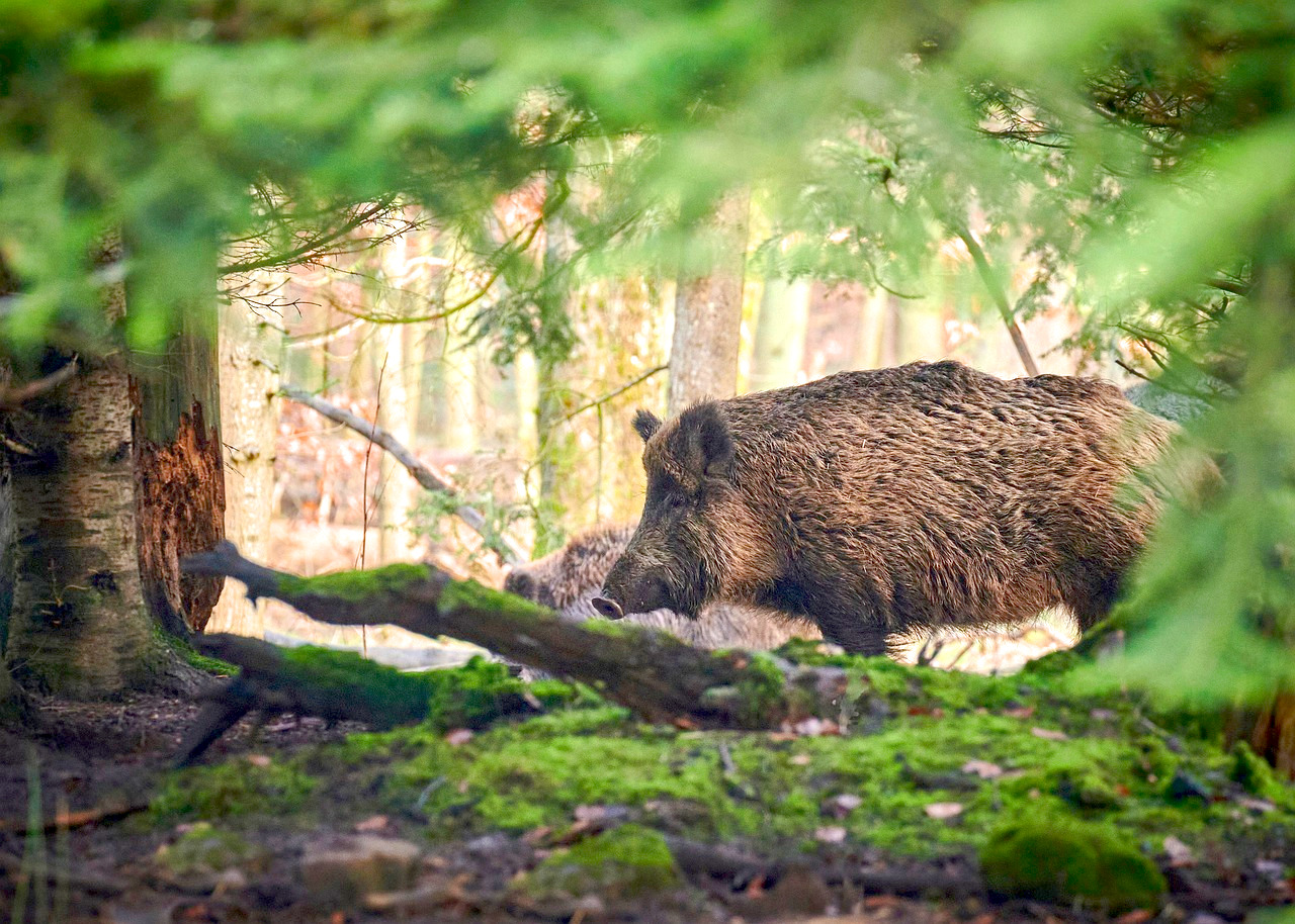Wildschwein
